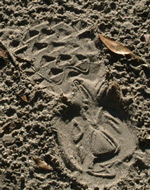 shoe print impression in dirt
