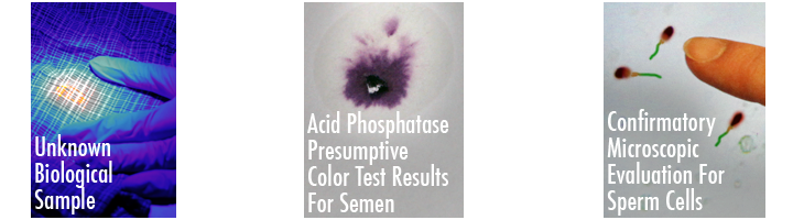 composite image. image one: blue alternate light source showing possible location of biological fluid on item of clothing evidence. image two: purple stain of acid phosphotase presumptive color test for semen. image three: computer screen displaying confirmatory microscopic evaluation for sperm cells.
