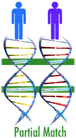 diagram of 2 individuals with a partial match of their DNA between them. only 2 of the locations on the double helix are the same.