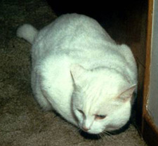 Imagen de un gato blanco.
