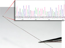 Image of DNA analysis.