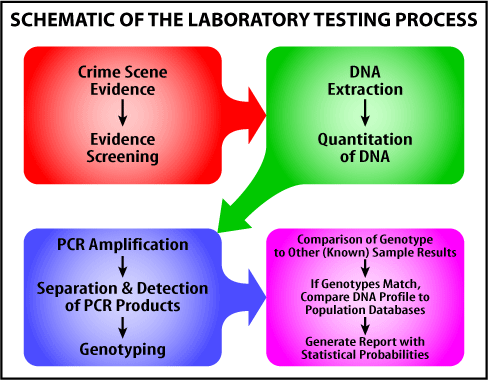 Laboratory Testing Process