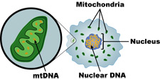 Image of mtDNA