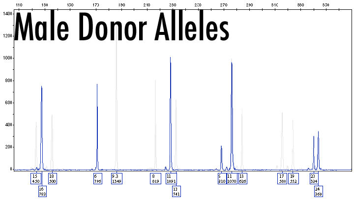 diagram of 3 loci on DNA profile showing both male donor alleles.