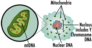 diagram of human cell. outside structure contains nucelus and mitochondria. nucleus contains both nuclear DNA and Y chromosome DNA. Mitochondira contains mtDNA.