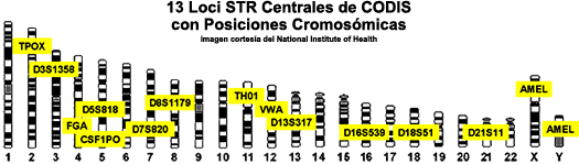 Imagen de 13 loci STR centrales con posiciones cromosmicas