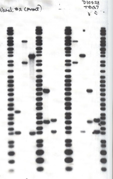 Imagen de nmero variable de repeticiones en tndem