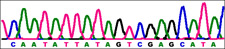 Imagen de secuencias de ADN