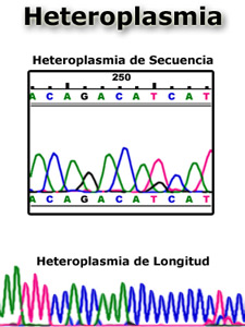 Imagen de una secuencia de heteroplasmia