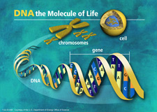 Image of the breakdown of DNA
