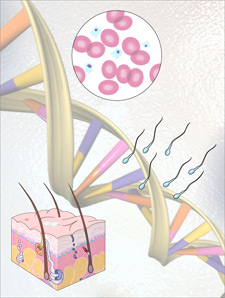 Image of DNA and hair follicles