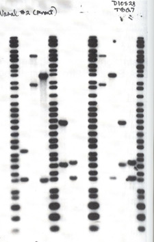 Image of Variable Number of Tandem Repeats