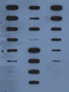 Image of a large amount of DNA