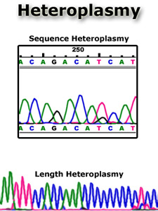 Image of heteroplasmy sequence