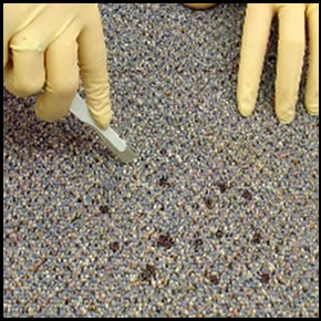 Cutting carpet containing stain